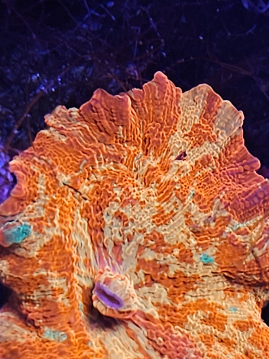 XL purple monster jawbreaker mushroom WYSIWYG