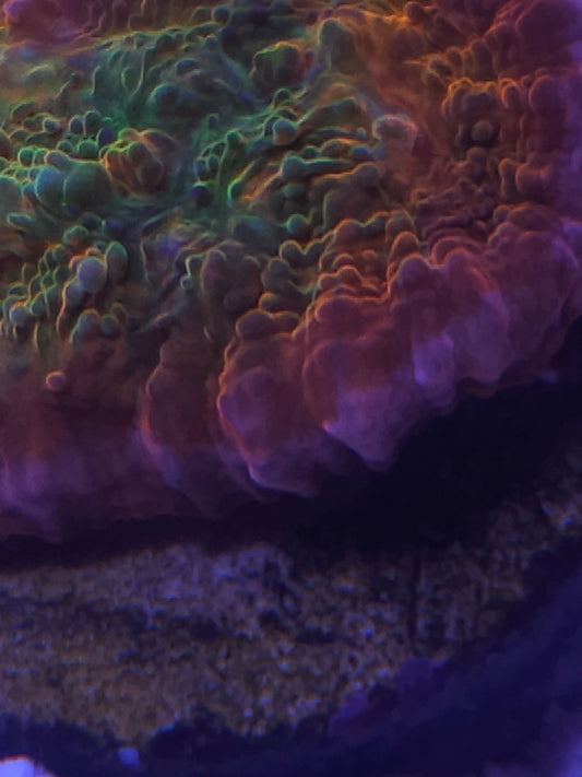 ECC Ludacris chalice coral