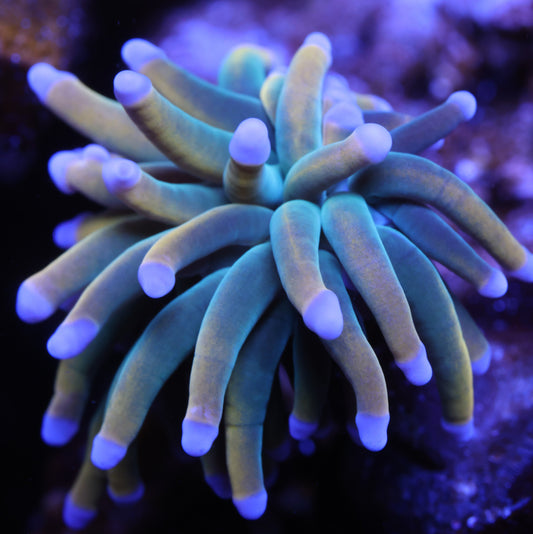 Dragon tamer torch coral WYSIWYG