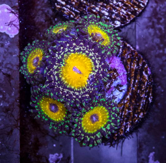 God beast zoa almost WYSIWYG