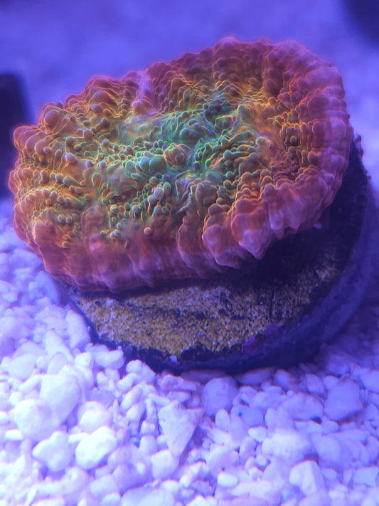 ECC Ludacris chalice coral