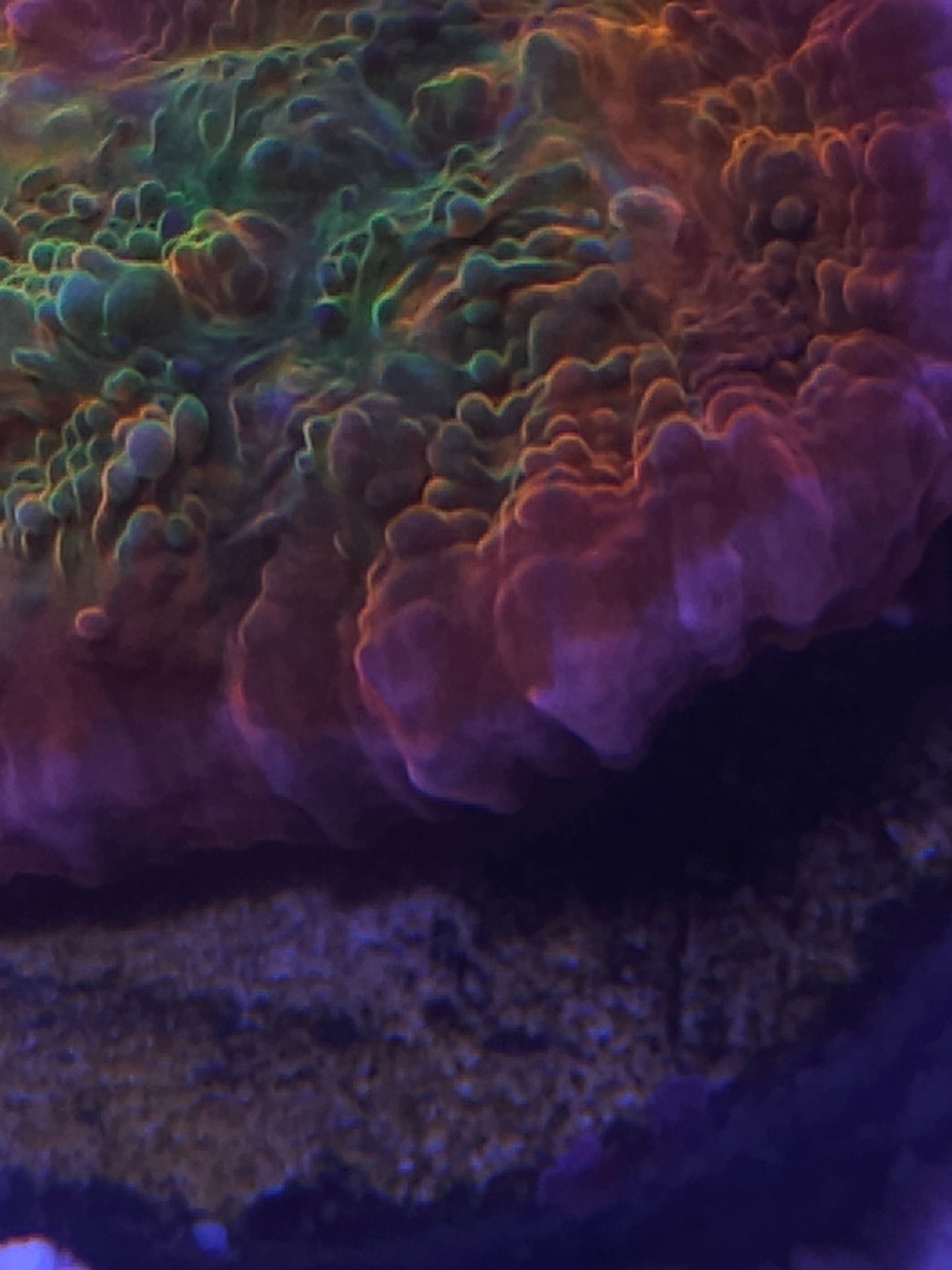 ECC Ludacris chalice coral