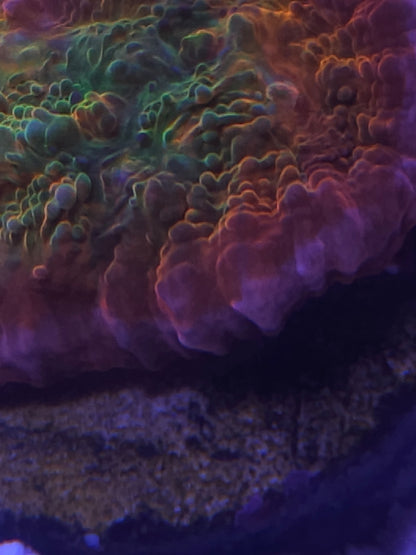 ECC Ludacris chalice coral